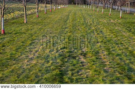 Planting Of A New Orchard, Windbreak, Bio Corridor, Alley Of Fruit Trees. Fixed To The Pole And Fenc