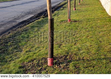 Planting Of A New Orchard, Windbreak, Bio Corridor, Alley Of Fruit Trees. Fixed To The Pole And Fenc