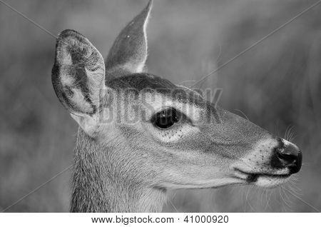 Whitetail Doe