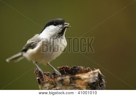 The Willow Tit