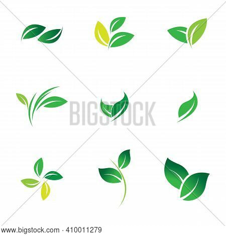 Leaf