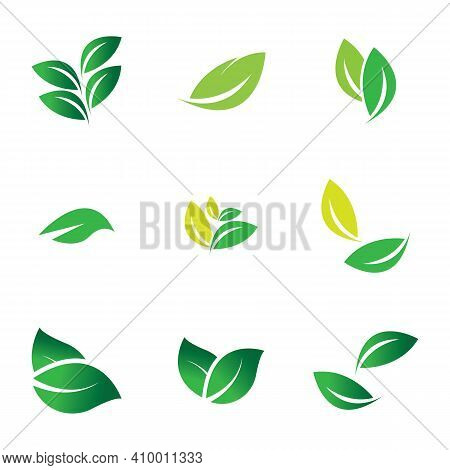 Leaf