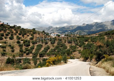 Olivenlunde, Axarquia region, Andalusien, Spanien.