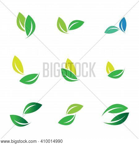 Leaf