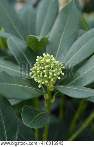 Skimmia Kew White Flower Buds - Latin Name - Skimmia Japonica Kew White