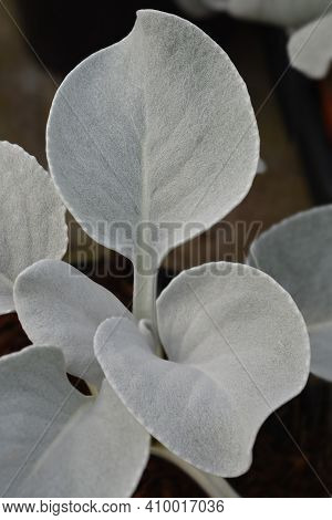 Shining-white Ragwort Angel Wings Leaves - Latin Name - Senecio Candidans Angel Wings