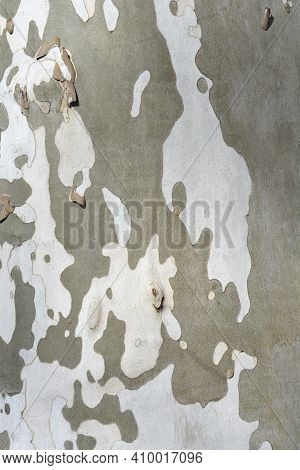 London Plane Bark Detail - Latin Name - Platanus X Hispanica (platanus X Acerifolia)