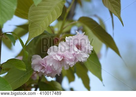 Japanese Flowering Cherry Kanzan - Latin Name - Prunus Serrulata Kanzan