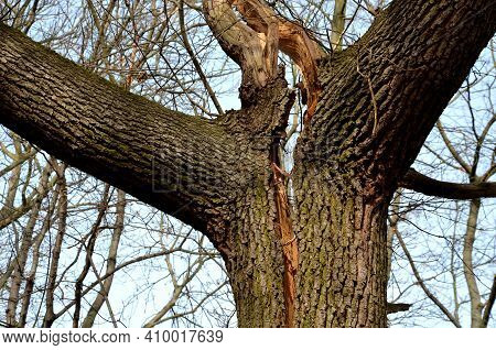 Cracked Trunk Longitudinally. It Can Be A Poorly Cultivated Double Crown With A Cavity, Or A Lightni