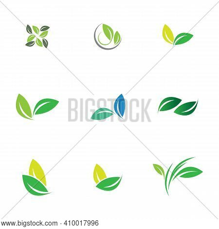 Leaf