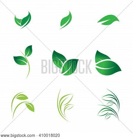 Leaf