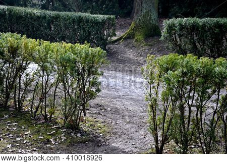 Evergreen Conifer Suitable For Low And High Hedges. It Also Tolerates Shade, Regenerates Well From O