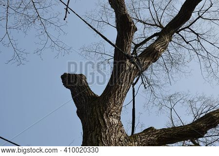 Cracked Trunk Longitudinally. It Can Be A Poorly Cultivated Double Crown With A Cavity, Or A Lightni