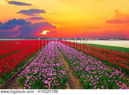 Rows Of Violet An Red Dutch Tulips Close Up, Sinset Time