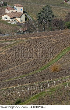 Landscape Of Vineyards Around Brouilly, A Famous Beaujolais Wine