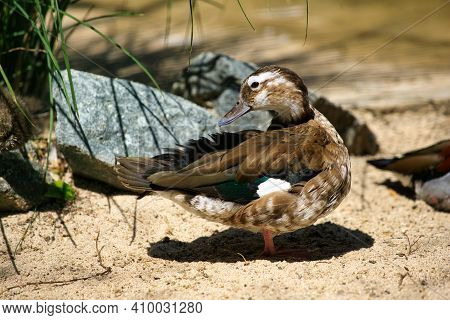 Full Body Of Female Ringed Teal Duck. Photography Of Nature And Wildlife.