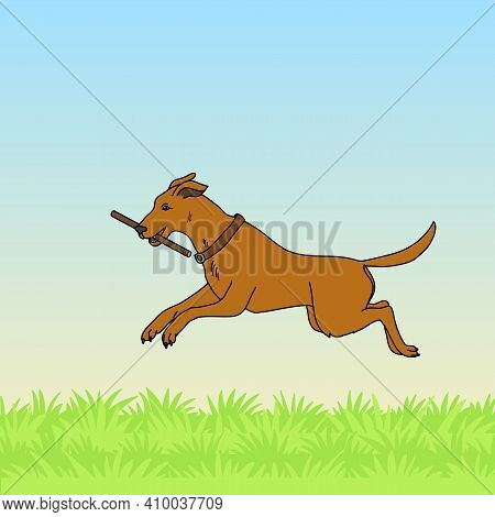 Dog On The Grass Playing With A Stick. 10 Eps Vector Illustration.