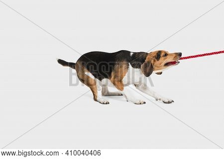 Portrait Of Estonian Hound Dog Playing Isolated Over White Background.