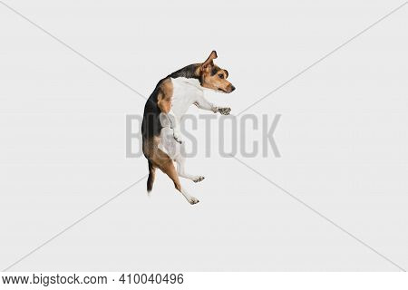 Portrait Of Estonian Hound Dog Posing Isolated Over White Background.