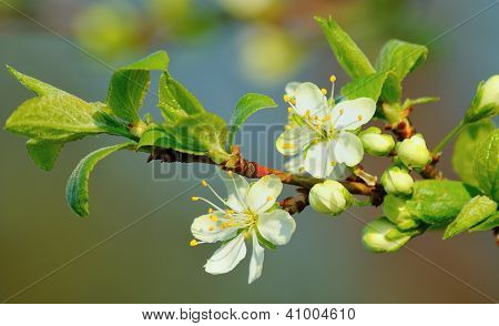 Cherry Blossom