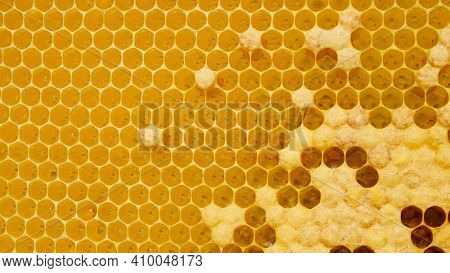 Fresh Honey In Comb. Beewax Comb Structure Abstract Pattern. Yellow Honey Cells Texture Background.