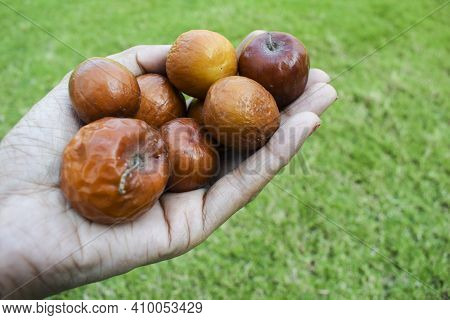 Female Holding Indian Jujube Or Ber Or Berry Also Known As Ziziphus Maritiana Fully Ripen Fruit Oran