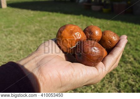 Female Holding Indian Jujube Or Ber Or Berry Also Known As Ziziphus Maritiana Fully Ripen Fruit Oran