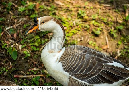 Ducks, Geese, And Swans Of The World. Anserini Is A Tribe Of Ducks Containing The Geese And Swans, M