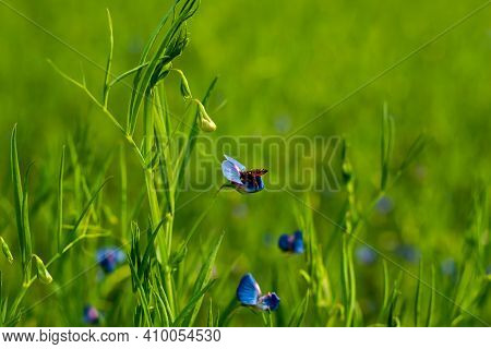 Grass Vetchling, Lathyrus Nissolia, Grows Best In Dry Grassy Places Such As Roadsides, Grassy Banks,
