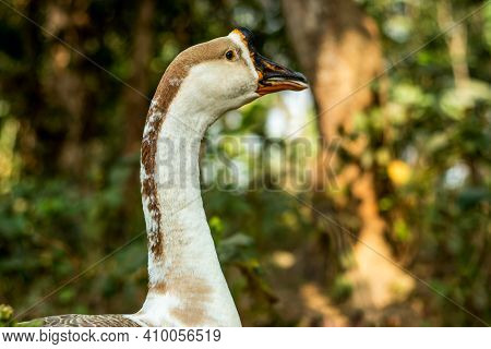 The White Swans Or Duck Or Stictonetta Naevosa, Anserini Is A Tribe Of Ducks Containing The Geese An