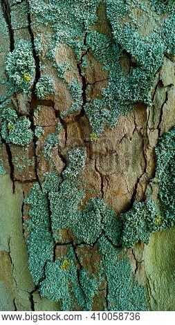 Close Up Bark Texture Of Sycamore, Plane-tree, Platanus.natural Brown Damaged Trunk Surface With Cra