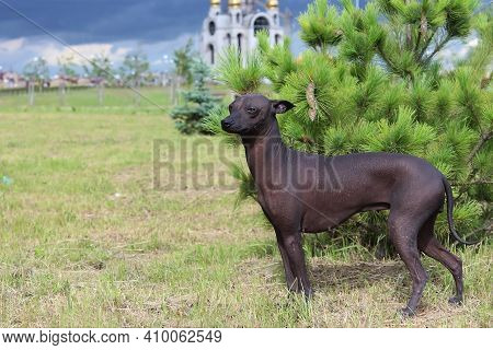 The Xoloitzcuintle, Mexican Hairless Dog. A Purebred Dog Poses.