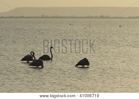 Ombre della natura