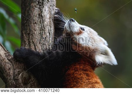 Cute Fluffy Red Panda Cub Looking At The Fly. Young Lesser Panda Or Firefox (ailurus Fulgens) Climbi