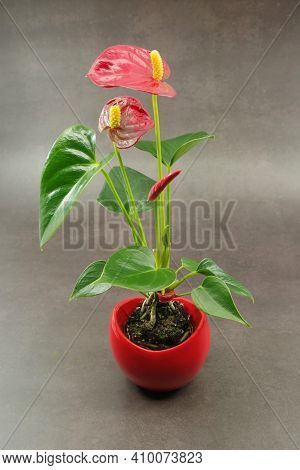 Red Anthurium Laceleaf Flower Plant In Pot On A Grey Background. General Common Names: Anthurium, Ta