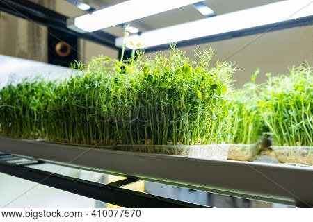 City ​​farm For Growing Microgreens. Eco-friendly Small Business. Baby Leaves, Phyto Lamp