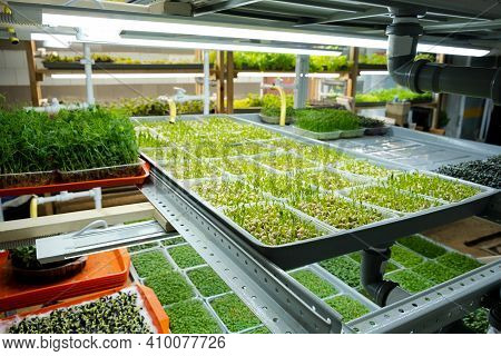 City ​​farm For Growing Microgreens. Eco-friendly Small Business. Baby Leaves, Phyto Lamp