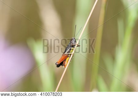 Common Field Grasshopper (chorthippus Brunneus) Holds To The Stem Of The Plant. Young Grasshopper In