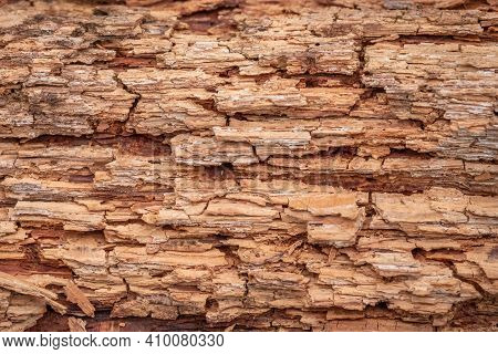 A Background Image Of A Close Up Of The Organic Texture Of A Decomposing Wood Or Log.