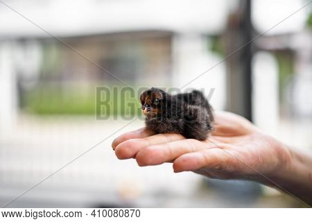 Black Adorable Isbar Chick On Human Man Hand In Outdoor Light With Blur Background.