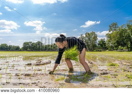 Amateur Asian Man Tests And Tries To Transplant Rice Seedlings In Paddy Rice Field In The Open Sky D