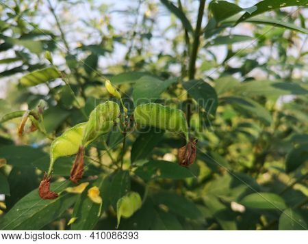 Cajanus Canja L Millsp, Common Name Pigeonpea Belonging To The Leguminosae Family Or Kadios Name The