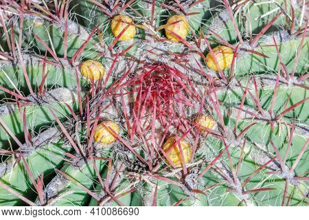 Ferocactus Wislizeni Cactus With Flower Buds. Arizona Cactus Garden In Palo Alto, California, Usa.