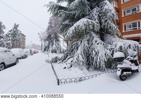 Large Snow-covered Pine Tree In The Streets Of Madrid By The Snowstorm Filomena. Spain