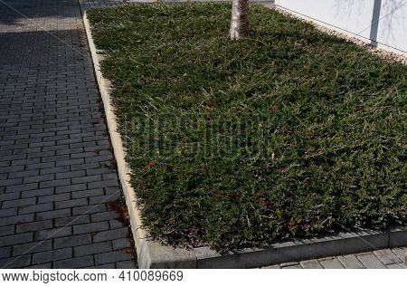 Ground Cover, Evergreen Conifer. Densely Growing, Deep Green Variety With Soft Needles. It Grows Int