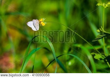 White Butterfly Or Pieris Brassicae In Wild Nature