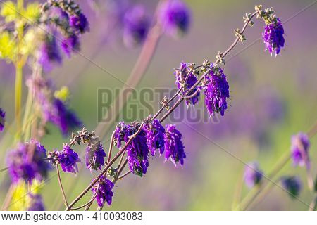 Salvia Or Sage Flowers. Summer Meadow Background.