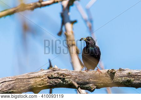 Common Starling Or Sturnus Vulgaris, Also Known As The European Starling Or Just Starling.