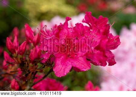 Azalee (rhododendron Japonicum), Close Up Of The Flower Head
