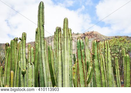 Close up of succulent green cactus at botanical garden